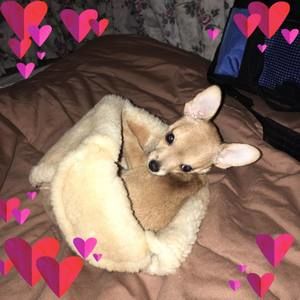 Meet your Posher, Donna